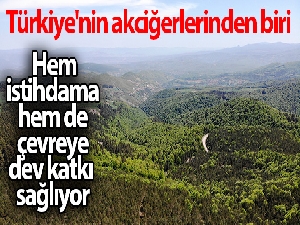 Türkiye'nin akciğerlerinden biri: Hem istihdama hem de çevreye dev katkı sağlıyor