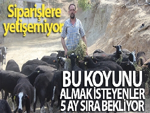 Bu koyunu almak isteyenler 5 ay sıra bekliyor