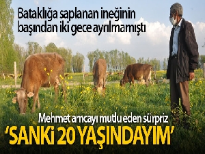 Mehmet amcaya 2 inek ve 2 buzağı hediye edildi