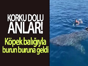İspanya'da paralimpik yüzücü köpek balığıyla burun buruna geldi
