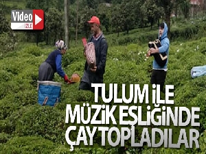 Rize'de çay üreticileri tulum ile müzik eşliğinde çay topladı