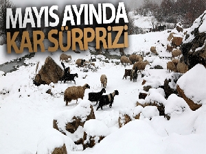 Koyunlarını yaylaya çıkaran vatandaşa Mayıs ayında kar ve tipi sürprizi