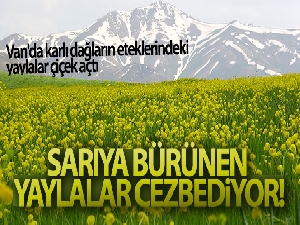 Sarıya bürünen yaylalar cezbediyor