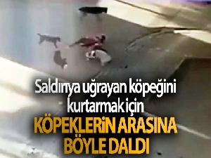 Saldırıya uğrayan köpeğini kurtarmak için köpeklerin arasına böyle daldı