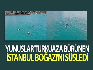 Yunuslar turkuaza bürünen İstanbul Boğazı'nı süsledi