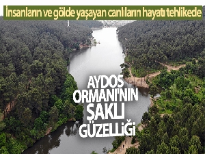 Aydos Ormanı'nın ‘saklı güzelliği' olan göle akan atıklar ve kirli sular canlıları tehdit ediyor