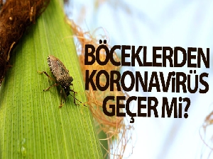 Böceklerden korona virüs geçer mi