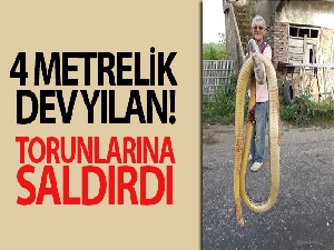Torunlarına saldıran dev yılanı tüfekle öldürdü