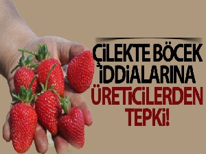 Çilekte böcek iddialarına üreticilerden tepki