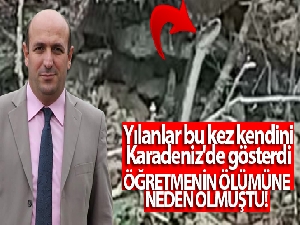 Yılanlar bu kez kendini Doğu Karadeniz'de gösterdi