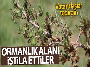 Sivas'ta tırtıl istilası, vatandaşlar tedirgin
