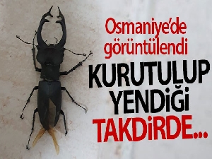 Nadir görülen geyik böceği Osmaniye'de ortaya çıktı