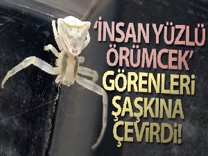 Görenlerin gözlerine inanamadığı ‘insan yüzlü örümcek' hayrete düşürüyor