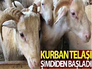 Kurban telaşı başladı, koçlar danalar görücüye çıktı