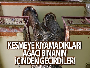 Kesmeye kıyamadıkları ağacı binanın içinden geçirdiler