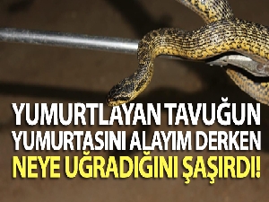 Yumurtlayan tavuğun yumurtasını alayım derken, yılanı tuttu