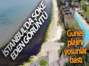 Güneş plajını yosunlar bastı