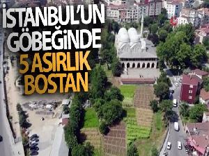 İstanbul'un göbeğinde 5 asırlık bostan