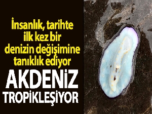 İnsanlık, tarihte ilk kez bir denizin değişimine tanıklık ediyor: Akdeniz tropikleşiyor