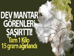 1 kilo ağırlığındaki mantar görenleri şaşırttı