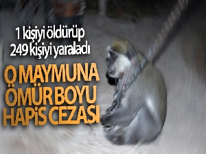 Hindistan'da 1 kişiyi öldürüp, 249 kişiyi yaralayan maymuna ömür boyu hapis cezası