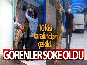 Görenler şok oldu...Dev yayın balığı 10 kişi tarafından çekildi