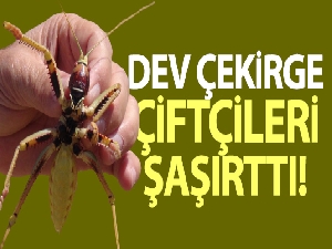 Dev çekirge çiftçileri şaşırttı