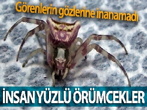 Görenlerin gözlerine inanamadığı ‘insan yüzlü örümcekler' her yerdeler
