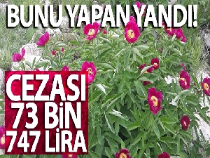 'Ayı gülü'nü koparmanın cezası 73 bin 747 lira