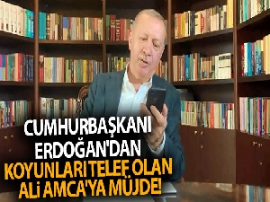 Cumhurbaşkanı Erdoğan'dan koyunları telef olan Ali Amca'ya koyun müjdesi