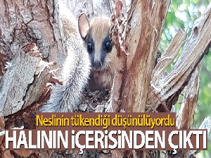 Neslinin tükendiği düşünülüyordu, halının içerisinden çıktı