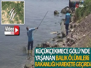 Küçükçekmece'de balık ölümleri devam ediyor