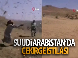 Suudi Arabistan'da çekirge istilası
