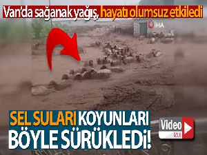 Sel suları koyunları böyle sürükledi