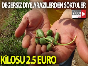 Değersiz diye arazilerden söktükleri bitkinin kilosu 2.5 Euro