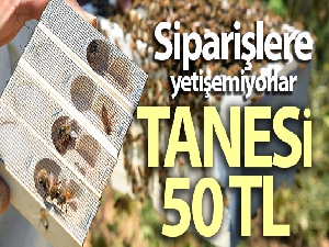 Bitlis'te üretilen ana arılar tüm Türkiye'ye satılıyor