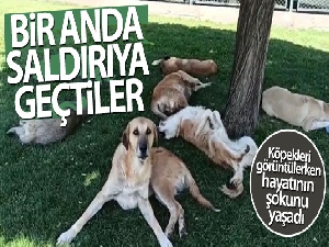 Köpek sürüsünü görüntülemek isterken hayatının şokunu yaşadı