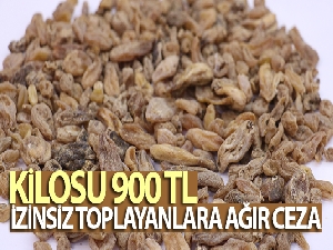 Toplaması yasak, kilogram fiyatı dudak uçuklatıyor