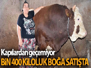 Kapılardan geçemeyen bin 400 kilogramlık boğa satışta