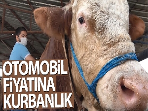 Otomobil fiyatına 1 ton 250 kiloluk kurbanlık