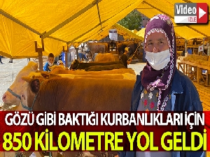 Gözü gibi baktığı kurbanlıkları için 850 kilometre yol geldi