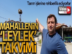 Mahallelinin 'leylek' takvimi