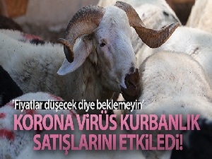 Korona virüs kurbanlık satışlarını etkiledi