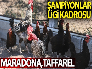 Maradona, Taffarel ve Şampiyon isimli horozların futbol sevdası