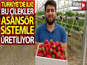Türkiye'de bir ilk, bu çilekler asansör sistemle üretiliyor