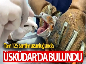 Üsküdar'da 125 santim uzunluğunda İguana bulundu