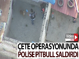 Çete operasyonunda polise pitbull şoku