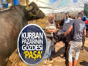 Bin 200 kilometrelik yoldan gelen ‘Paşa' kurban pazarının gözdesi oldu