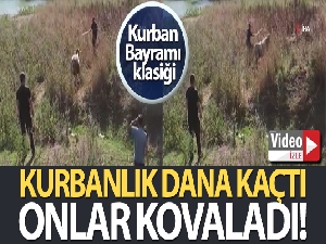 Bursa'da kurbanlık dana kaçtı, onlar kovaladı
