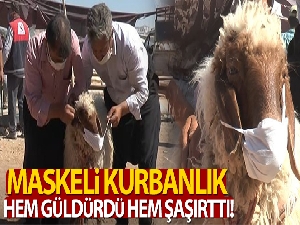Aldığı kurbanlığa virüs bulaşmasın diye maske taktı